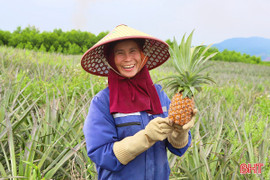 Vùng trồng dứa liên kết cho thu hoạch lứa đầu tiên tại Hà Tĩnh