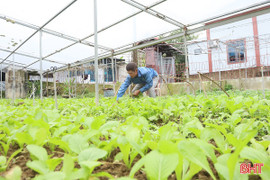 Ngắm những vườn mẫu "hồi sinh" sau lũ