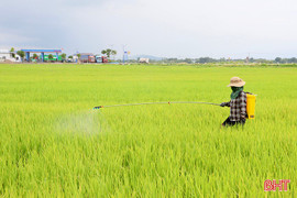 Nông dân Hà Tĩnh bảo vệ lúa hè thu “thời điểm vàng”