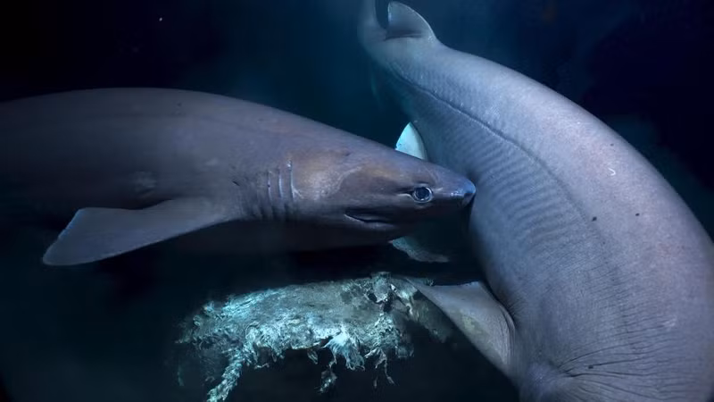 tha camera xuong dai duong phat hien hang loat thuy quai kinh di