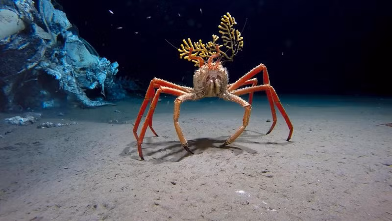 tha camera xuong dai duong phat hien hang loat thuy quai kinh di