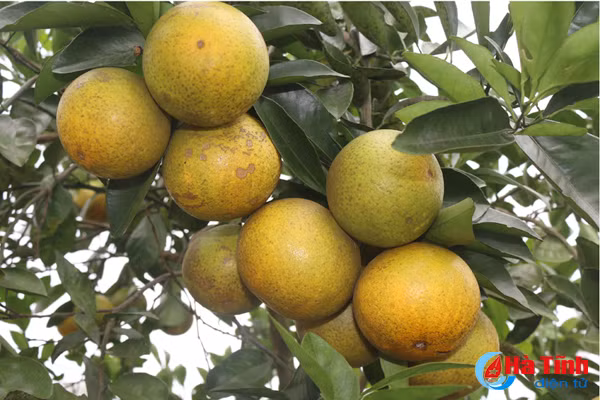 vua cam mach nuoc nguoi tieu dung chon dung cam khe may