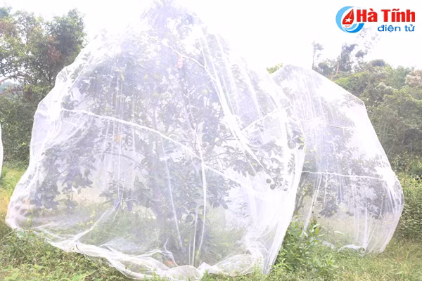 vua cam mach nuoc nguoi tieu dung chon dung cam khe may