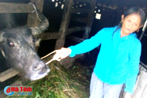 xuat hien dich lo mom long mong o huong son