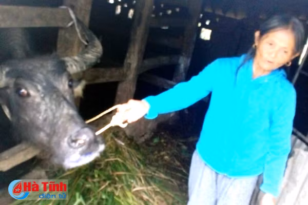 xuat hien dich lo mom long mong o huong son