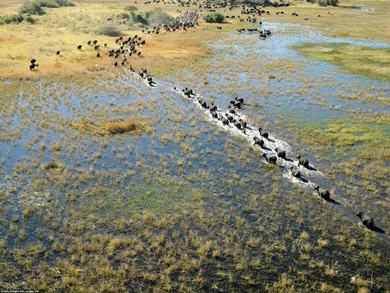 Đồng bằng Okavango, Botswana: Vùng đồng bằng Okavango là nơi sinh sống của một số loài động vật có vú đang đứng trước nguy cơ tuyệt chủng cao nhất trên thế giới như báo Gêpa, tê giác trắng, tê giác đen, chó hoang châu Phi và sư tử. Okavango gồm các vùng đầm lầy vĩnh viễn và đồng bằng bị ngập nước theo mùa. Một trong những đặc điểm độc đáo của khu vực này là các loài thực vật và động vật bản địa đã đồng bộ hóa chu trình sinh học của chúng để thích nghi với những cơn mưa theo mùa và lũ lụt hàng năm từ sông Okavango. Ảnh: Getty /AWL Images RM. 9 di san thien nhien noi bat nhat the gioi