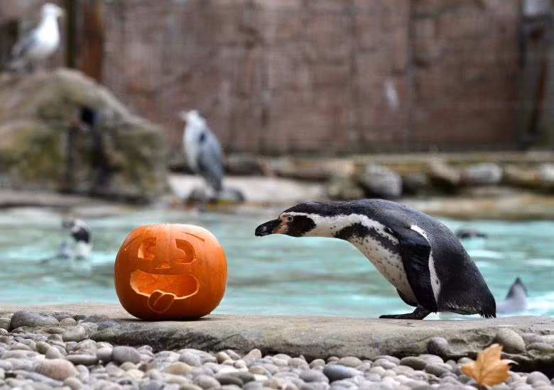 khong khi le hoi halloween o khap noi tren the gioi