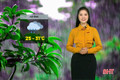 Dự báo thời tiết Hà Tĩnh ngày 26/7: Mưa rào và dông rải rác, cục bộ mưa to