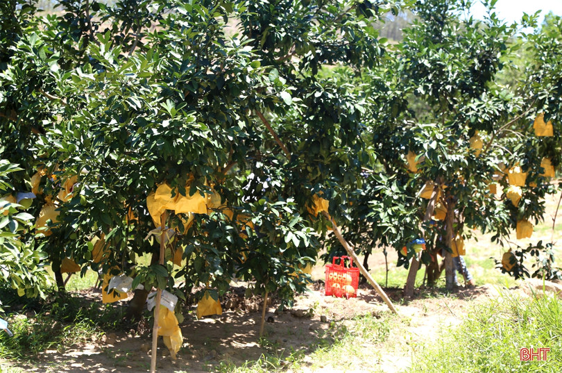 Về Hương Khê xem nông dân “mặc áo nắng” cho bưởi Phúc Trạch