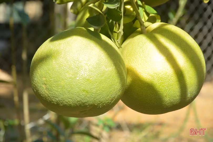 Nông dân xã biên giới Hương Sơn “hái bộn tiền” nhờ bưởi hồng Quang Tiến