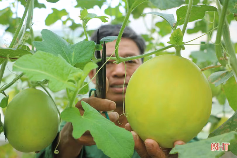 Dưa kim hoàng hậu ở Hà Tĩnh “đắt khách” dịp rằm tháng 7