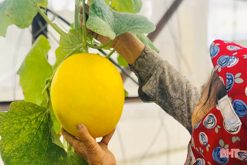 Dưa kim hoàng hậu ở Hà Tĩnh “đắt khách” dịp rằm tháng 7