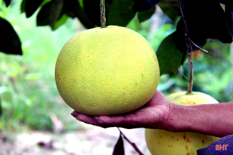 Về Hương Khê xem nông dân “mặc áo nắng” cho bưởi Phúc Trạch