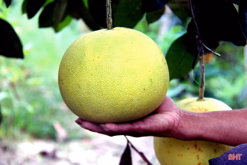 Về Hương Khê xem nông dân “mặc áo nắng” cho bưởi Phúc Trạch