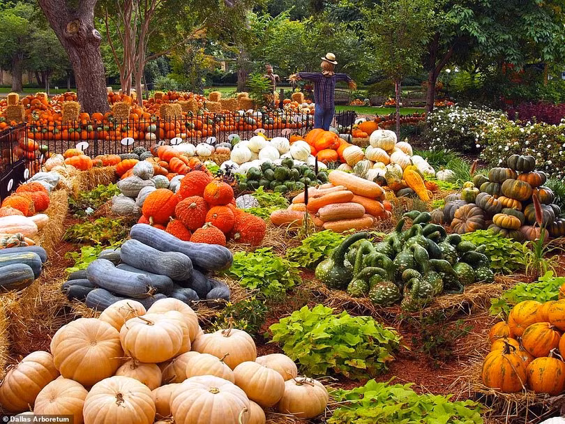 Ngôi làng độc đáo được làm từ 100.000 quả bí ngô