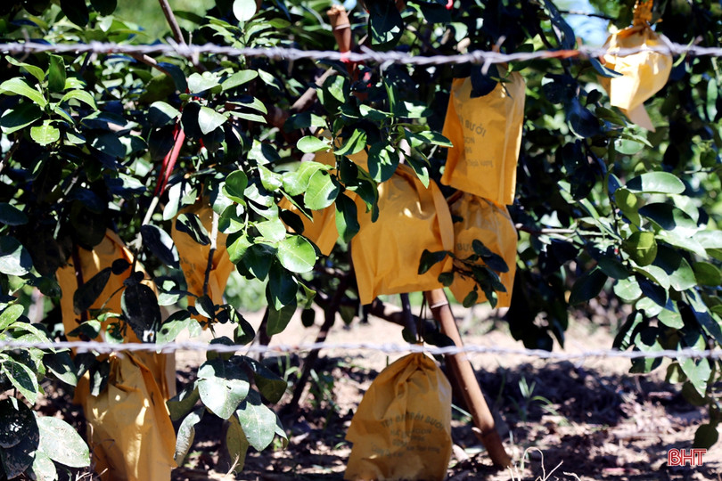 Về Hương Khê xem nông dân “mặc áo nắng” cho bưởi Phúc Trạch