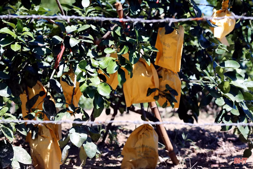 Về Hương Khê xem nông dân “mặc áo nắng” cho bưởi Phúc Trạch