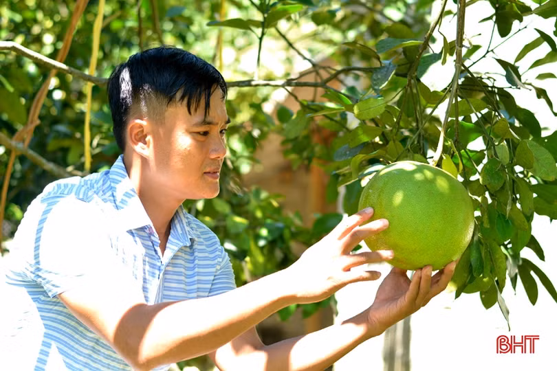 Nông dân xã biên giới Hương Sơn “hái bộn tiền” nhờ bưởi hồng Quang Tiến