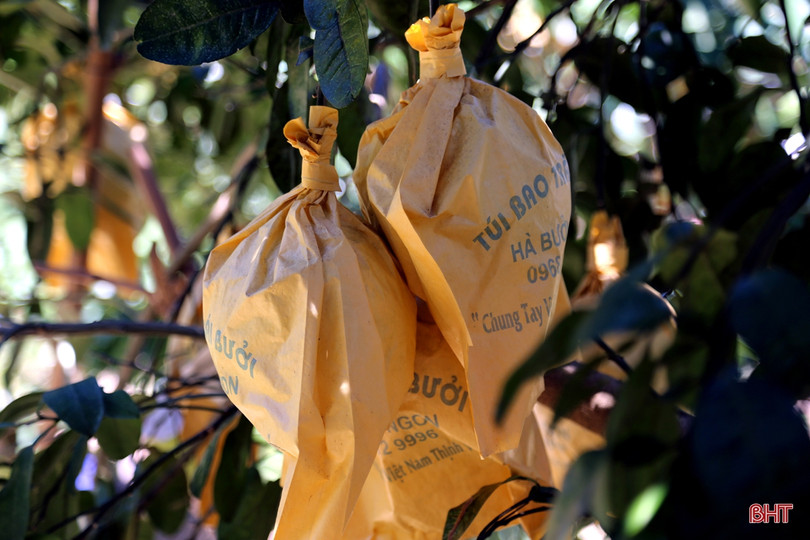 Về Hương Khê xem nông dân “mặc áo nắng” cho bưởi Phúc Trạch