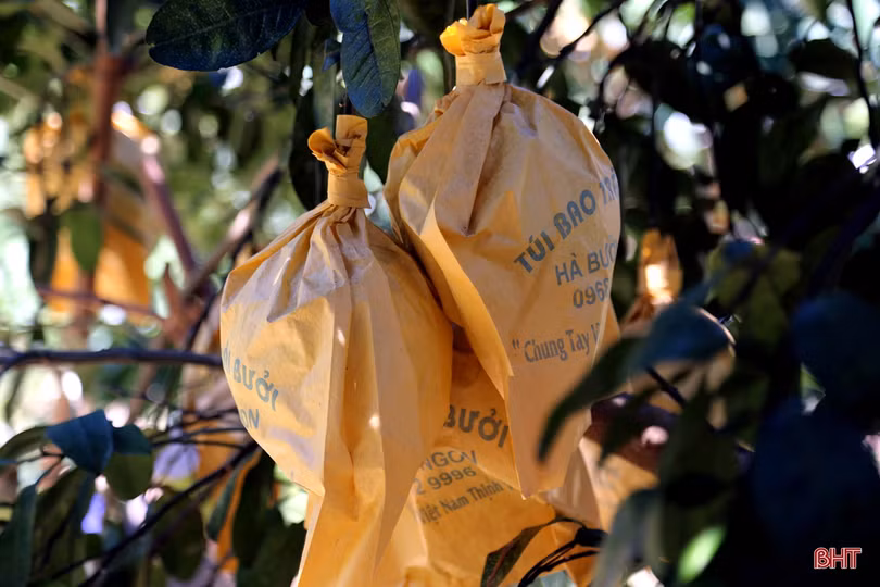 Về Hương Khê xem nông dân “mặc áo nắng” cho bưởi Phúc Trạch