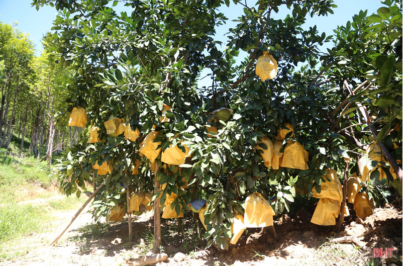 Về Hương Khê xem nông dân “mặc áo nắng” cho bưởi Phúc Trạch