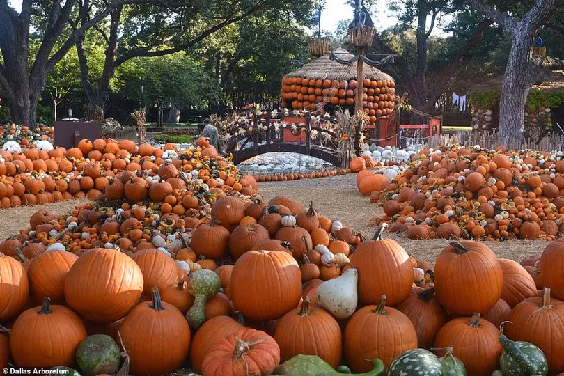 Ngôi làng độc đáo được làm từ 100.000 quả bí ngô