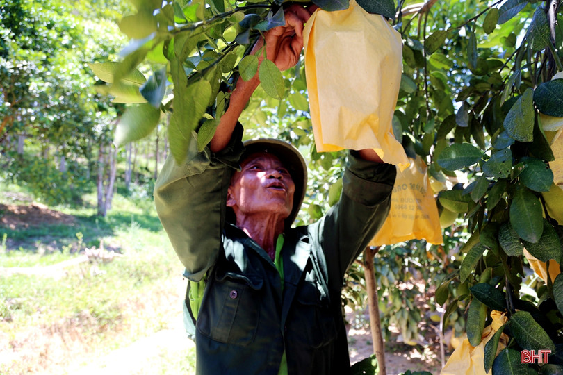 Hàng ngàn ha cam, bưởi ở Hà Tĩnh đối mặt với nguy cơ thất thu do bão số 4