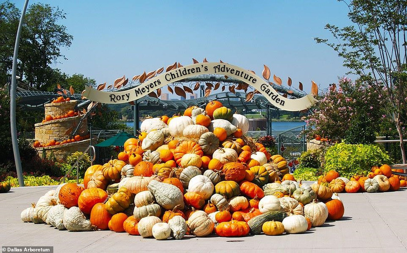 Ngôi làng độc đáo được làm từ 100.000 quả bí ngô