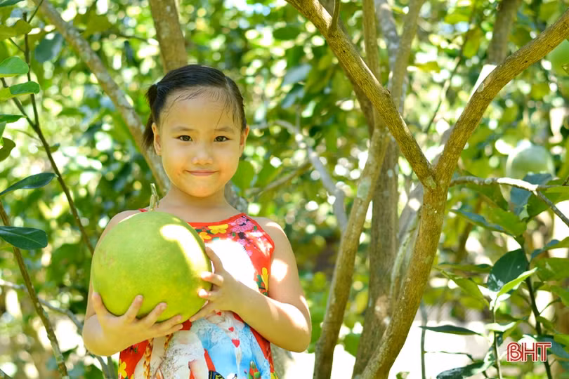 Nông dân xã biên giới Hương Sơn “hái bộn tiền” nhờ bưởi hồng Quang Tiến