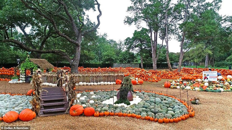 Ngôi làng độc đáo được làm từ 100.000 quả bí ngô