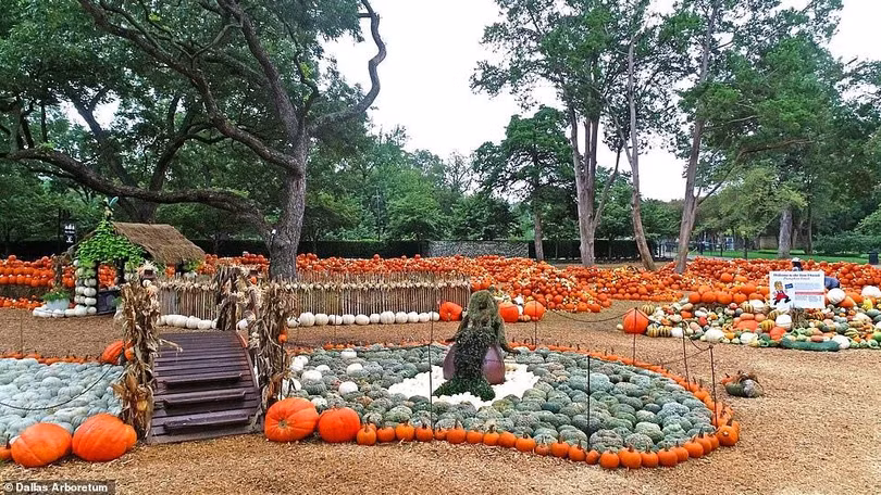 Ngôi làng độc đáo được làm từ 100.000 quả bí ngô