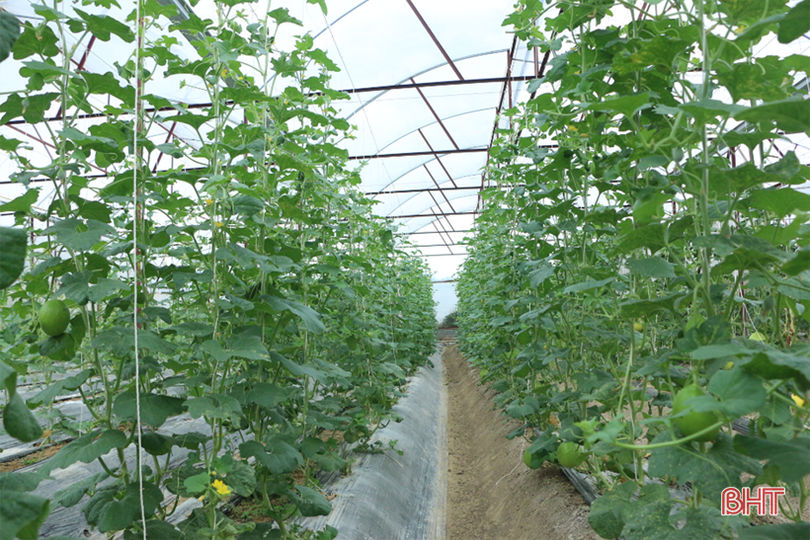 Dưa kim hoàng hậu ở Hà Tĩnh “đắt khách” dịp rằm tháng 7