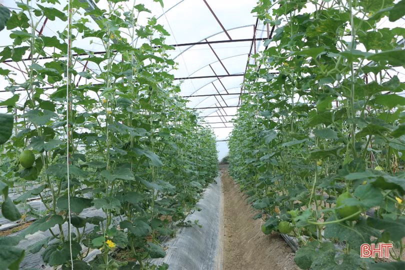 Dưa kim hoàng hậu ở Hà Tĩnh “đắt khách” dịp rằm tháng 7