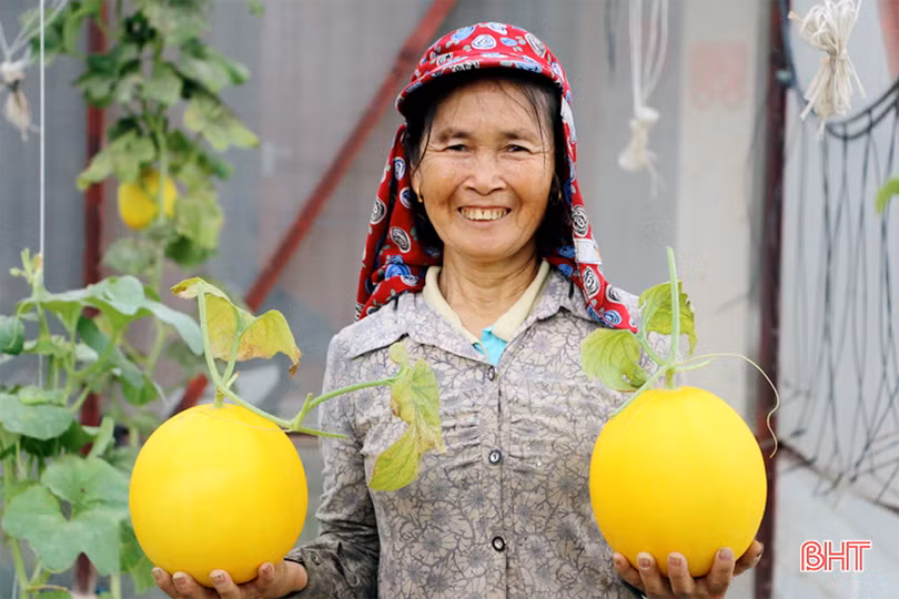 Dưa kim hoàng hậu ở Hà Tĩnh “đắt khách” dịp rằm tháng 7