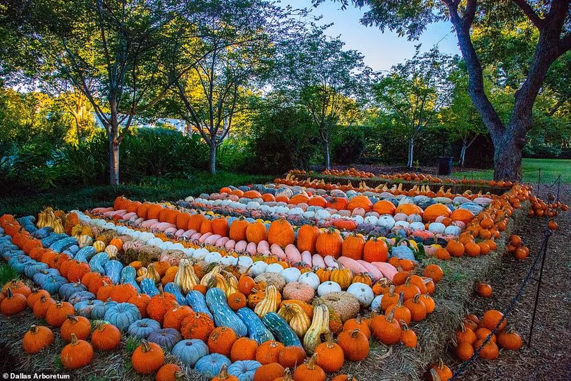 Ngôi làng độc đáo được làm từ 100.000 quả bí ngô