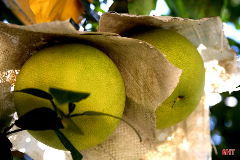 Về Hương Khê xem nông dân “mặc áo nắng” cho bưởi Phúc Trạch