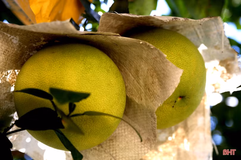 Về Hương Khê xem nông dân “mặc áo nắng” cho bưởi Phúc Trạch