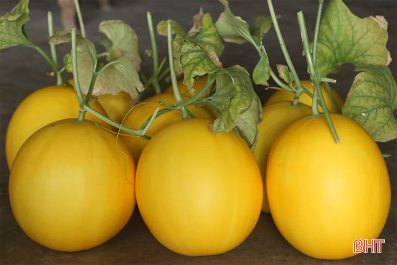 Dưa kim hoàng hậu ở Hà Tĩnh “đắt khách” dịp rằm tháng 7