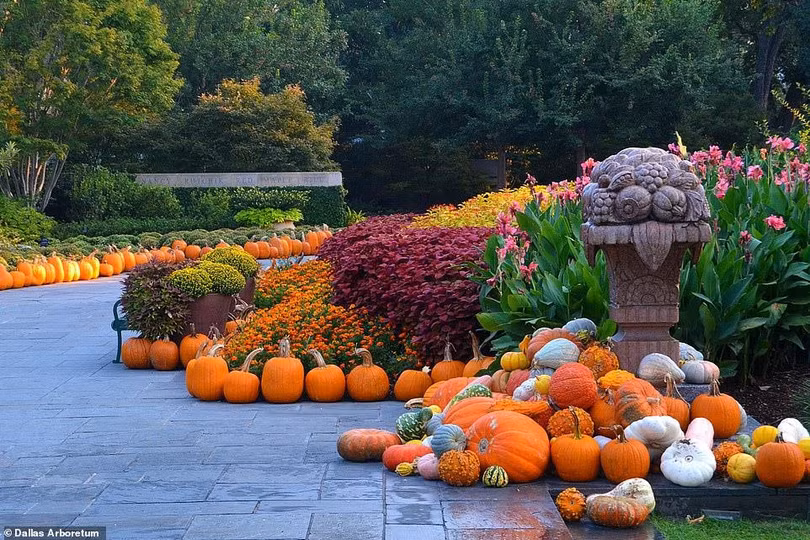 Ngôi làng độc đáo được làm từ 100.000 quả bí ngô