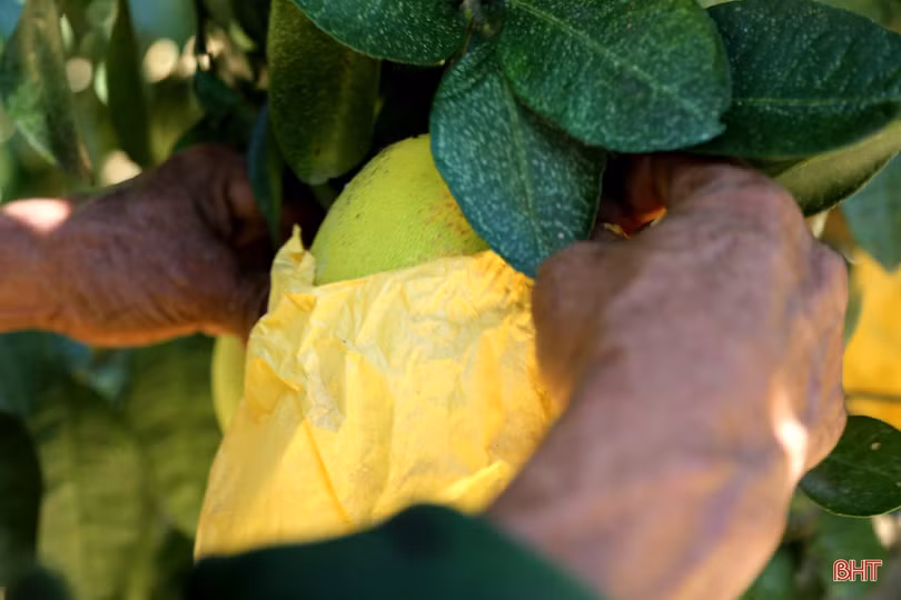 Về Hương Khê xem nông dân “mặc áo nắng” cho bưởi Phúc Trạch