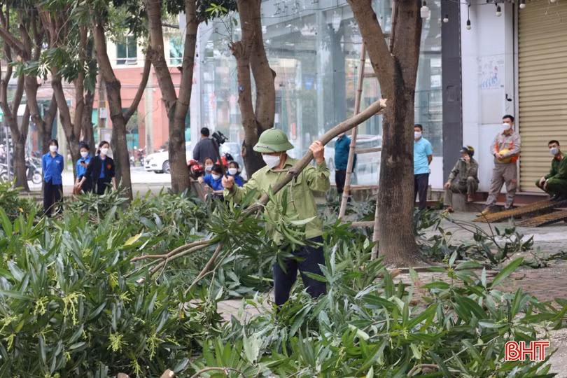 TP Hà Tĩnh “khám sức khỏe” cây xanh trước mùa mưa bão