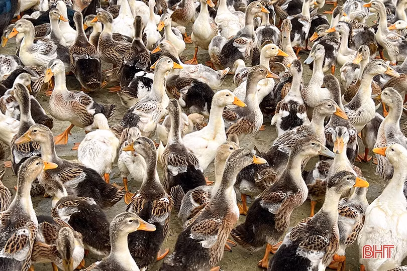 Nông dân Hà Tĩnh “thử sức” với nhiều loại vật nuôi giá trị kinh tế cao