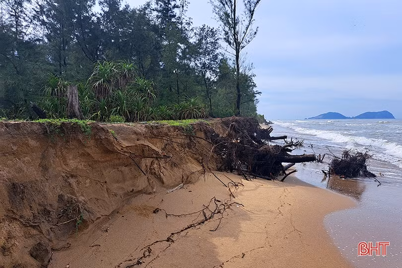 Bờ biển Nghi Xuân bị xâm thực, xói lở nghiêm trọng