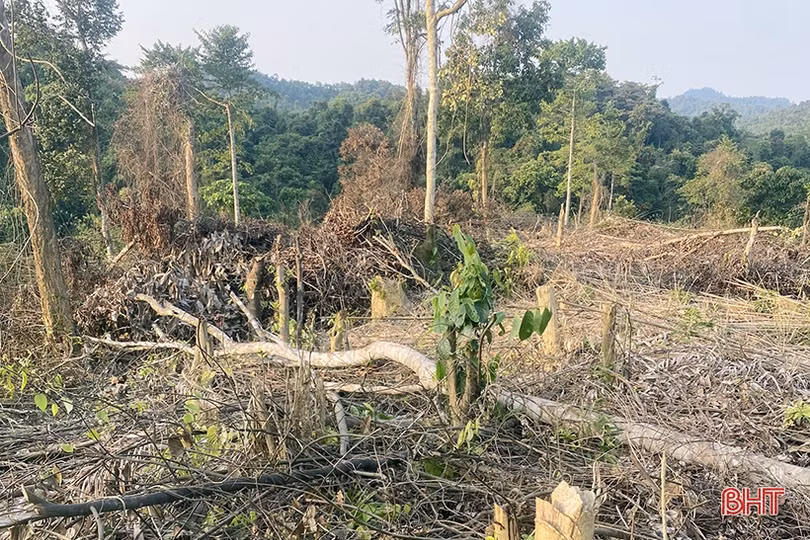 Hương Khê xử lý nghiêm vi phạm pháp luật về lâm nghiệp