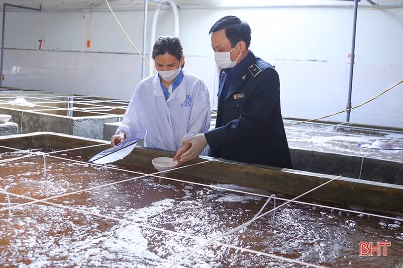 Hà Tĩnh sản xuất gần 550 triệu con giống thủy sản cho thị trường