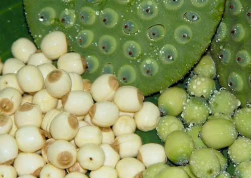 9 bài thuốc từ cây sen chữa bệnh