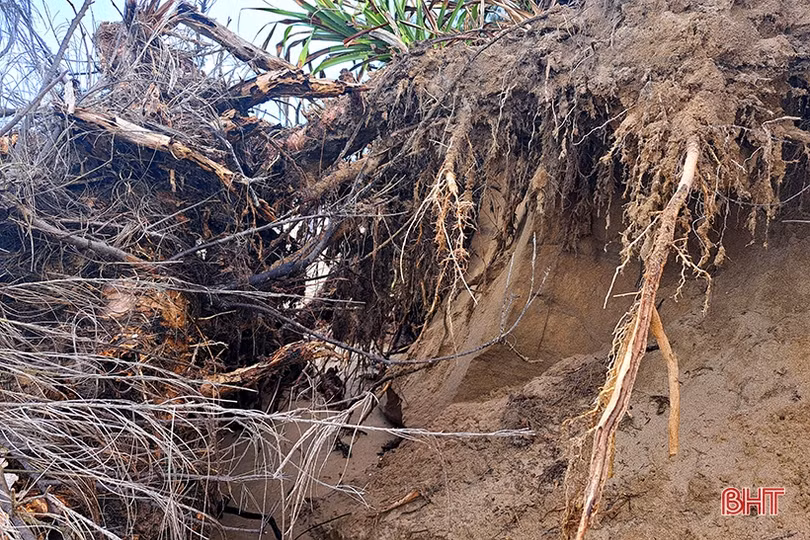 Bờ biển Nghi Xuân bị xâm thực, xói lở nghiêm trọng