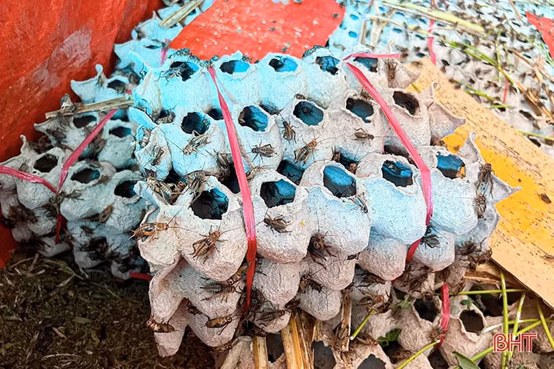 Nông dân Hà Tĩnh “thử sức” với nhiều loại vật nuôi giá trị kinh tế cao