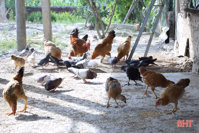 Nỗ lực giúp người mù ở Cẩm Xuyên tự tin hòa nhập cộng đồng, phát triển kinh tế