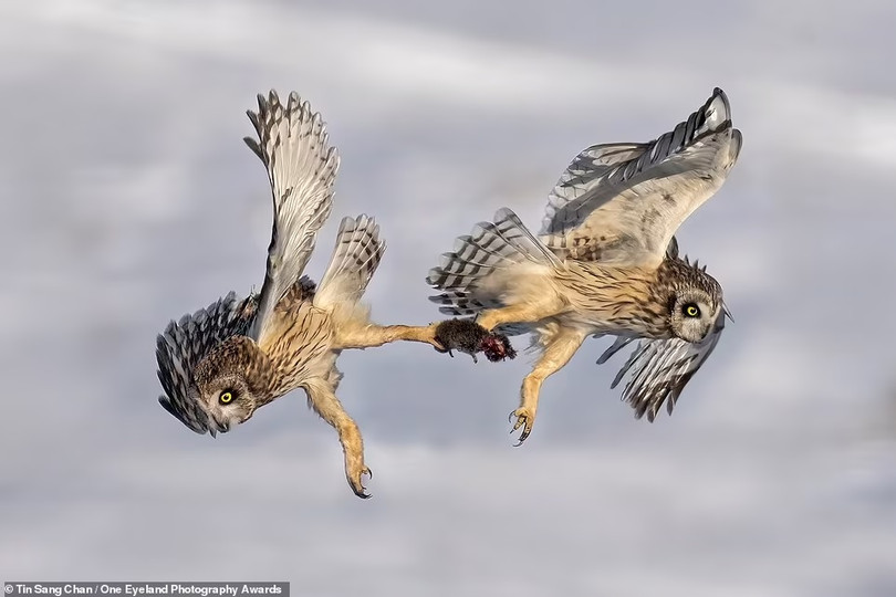 Loạt tác phẩm ấn tượng đoạt giải cuộc thi ảnh quốc tế One Eyeland 2021